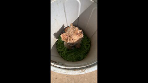 Sami in the bucket