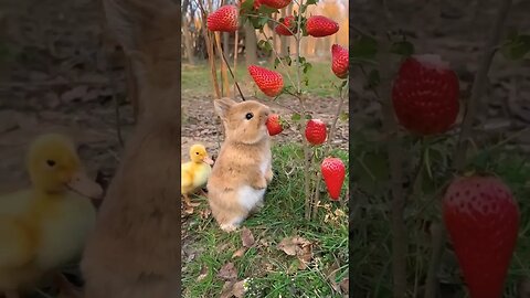 rabbit and friend eating strawberries