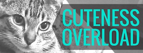 cuteness overload