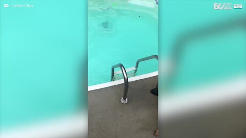 Cane si tuffa in piscina per salvare la sua padrona