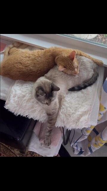 beauty and the beast