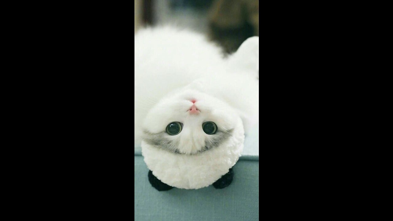 cute and funny kitten