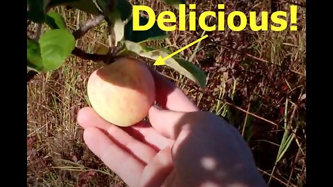 Growing Apples Outdoors in Alaska