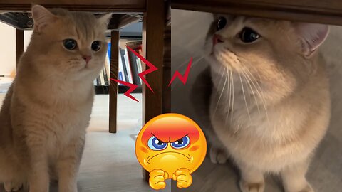 Adorable Kitten and Cat Activities that Will Make You Smile Every Day (Part 8)