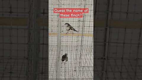 Guess the name of these finch ? #shorts l #finch l @BikisAviary