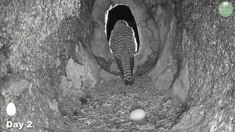 Kestrels Brave it Out After Several Brutal Raids on their Nest by Tawny Owls and a Jackdaw 4