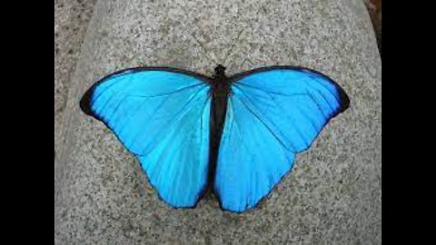 very beautiful that nature shows us butterflies