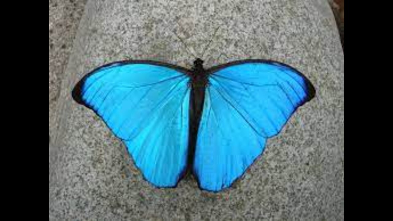 very beautiful that nature shows us butterflies