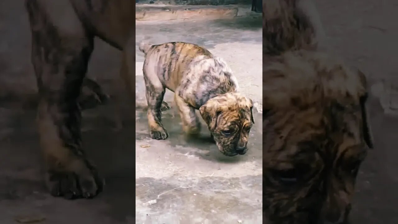 Beautiful Brindle Puppy #shorts #doglover