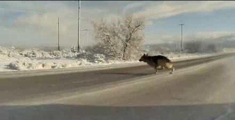 Chien presque percuté par une voiture
