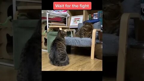 PLAYING CAT VIDEO MEAWWW