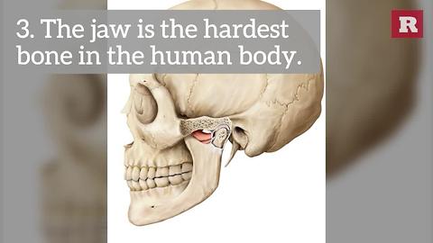 5 Crazy Facts About The Human Body | Rare Life