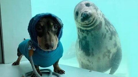 Funny animal video of the day