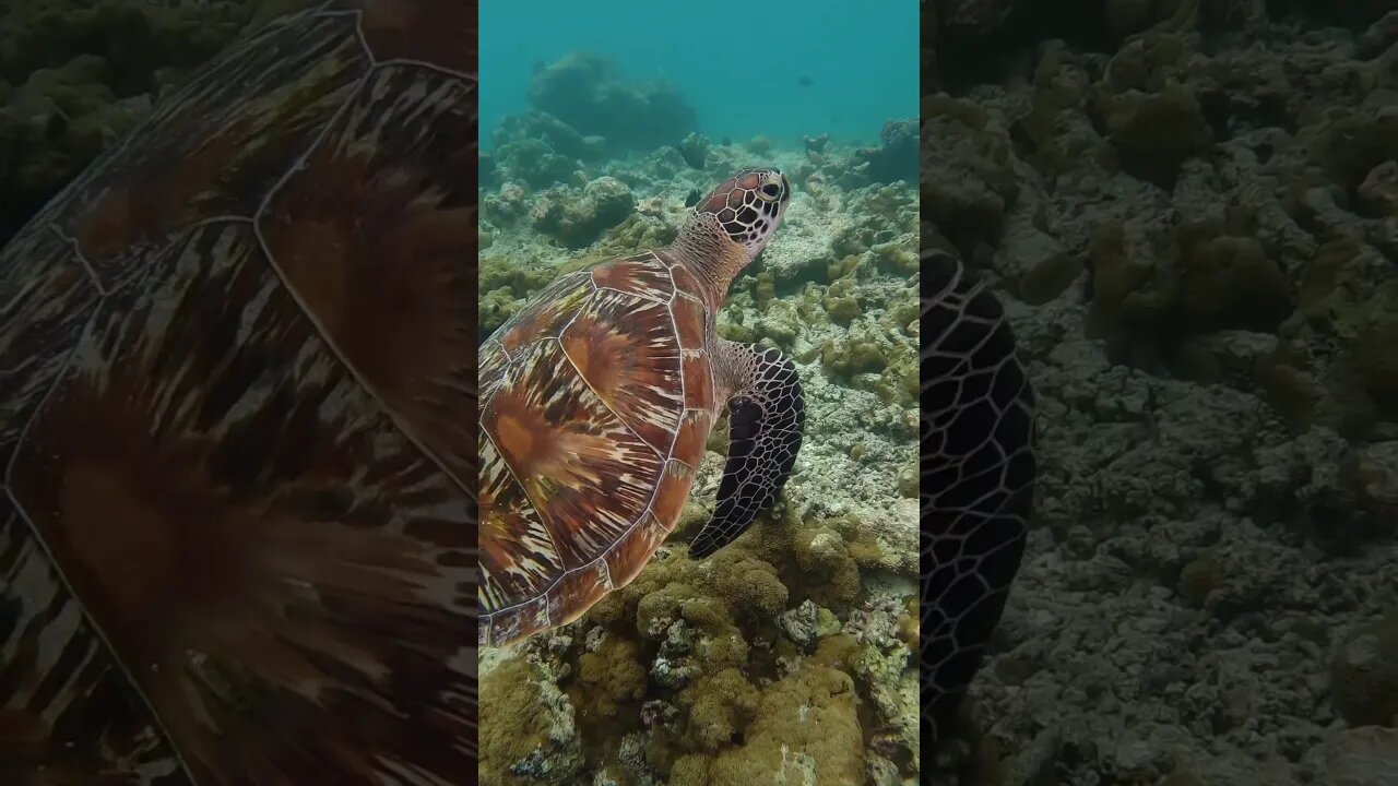 Vida marinha e as tartarugas #ekological #sustentabilidade