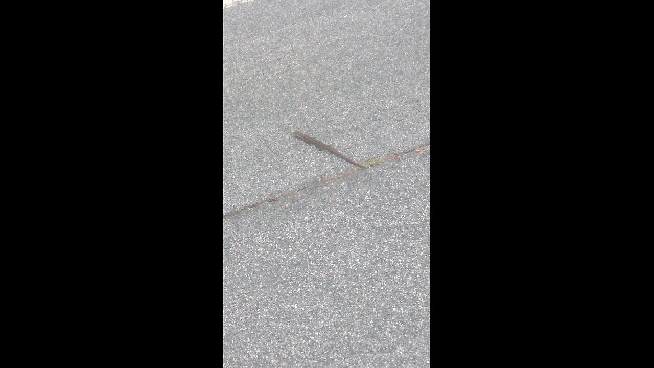 the biggest bluebelly lizard.