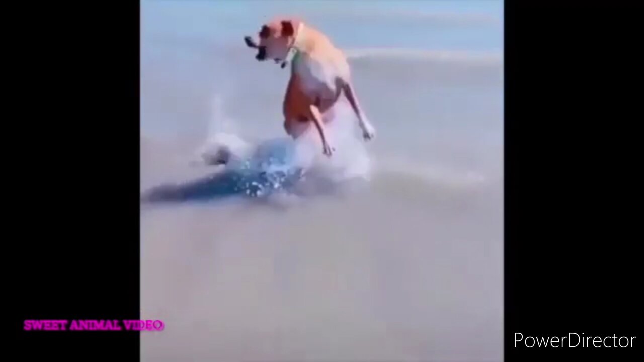 Cute & Funny Animals Videos 🐕🦺 Pets, Dogs & 🐱 Cats Compilation 2022