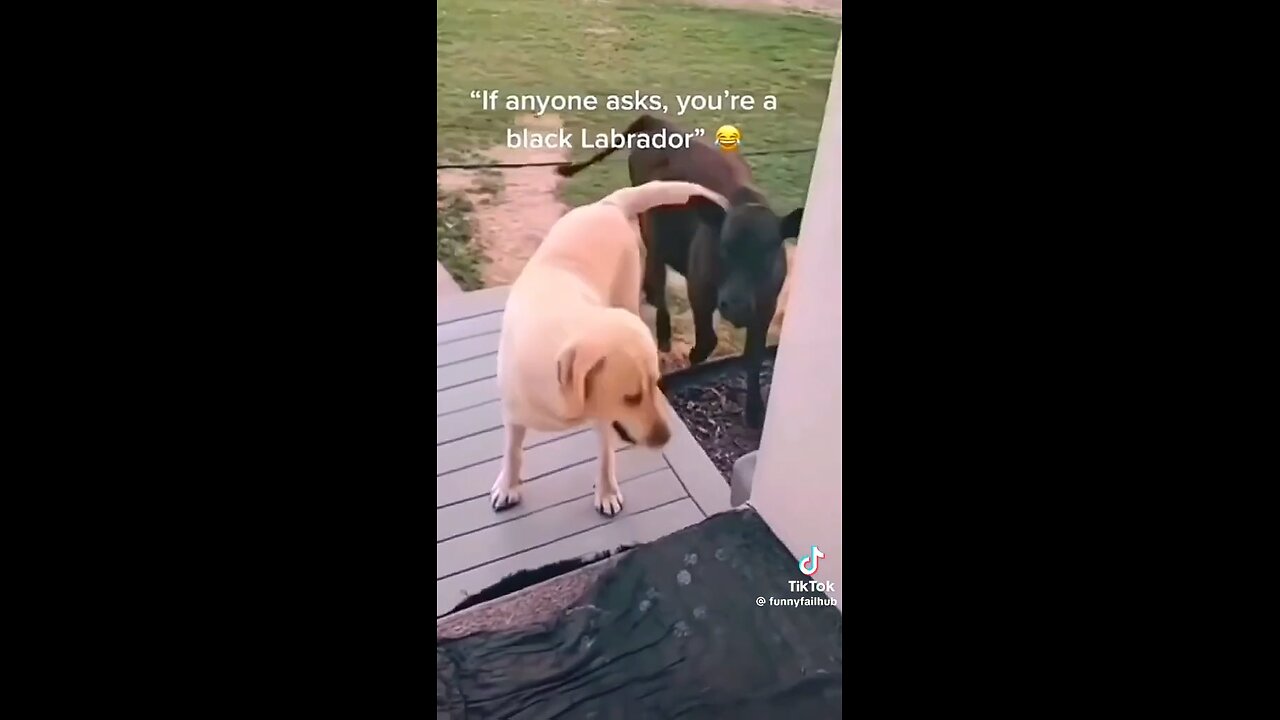 cat video/ dog video/try not to laugh animals version/funny animals video/funny pet animals