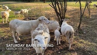 Barn Briefing 3-19-2022