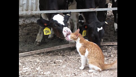 I'm very sweet!! This is so adorable. 😽