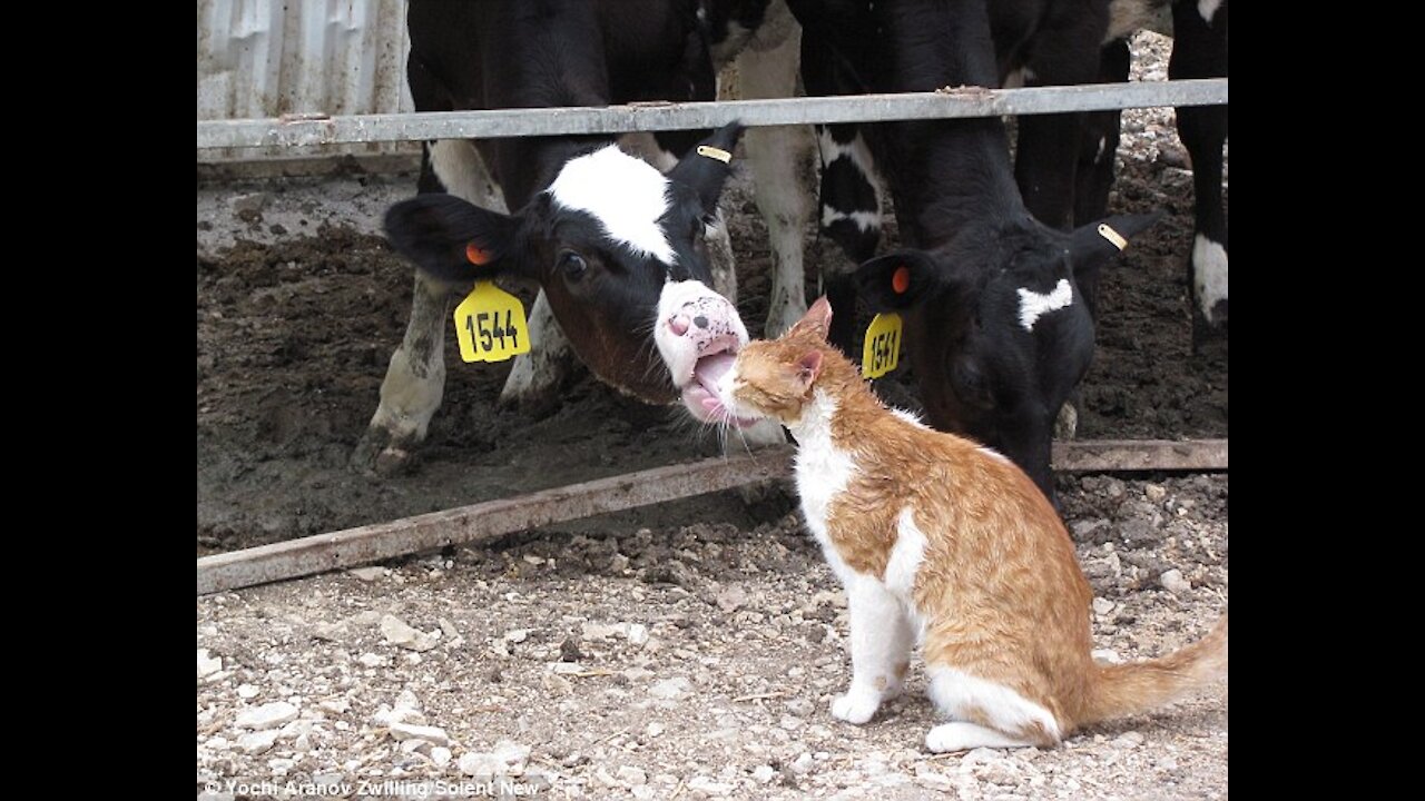 I'm very sweet!! This is so adorable. 😽