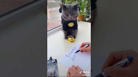 Lovely Cat, black cat, cats, funny cats, funny cat calculate addition 4+4