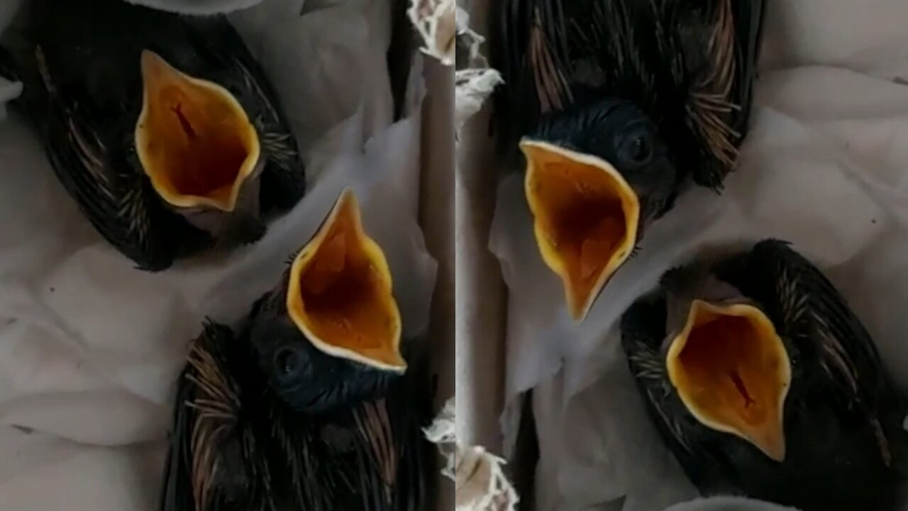 Hearing the signal of the Owner, the baby bird opened its mouth to ask for food very cute