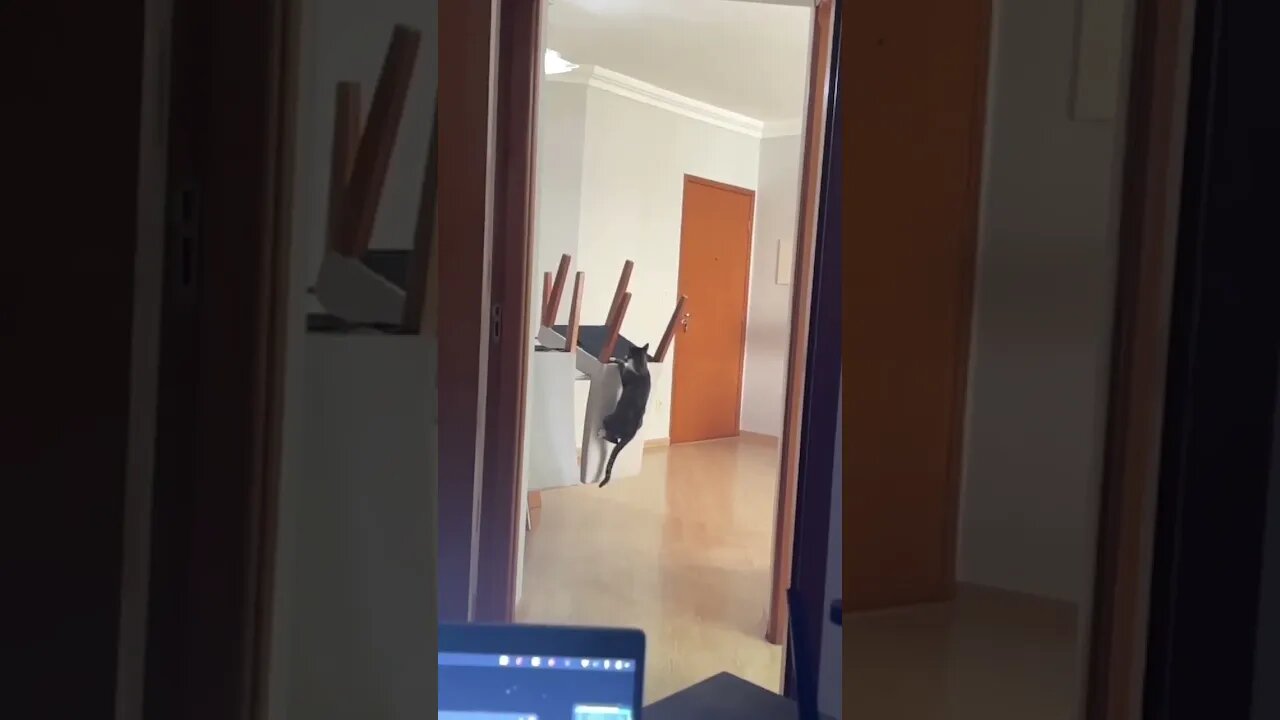 por que os gatos fazem isso?