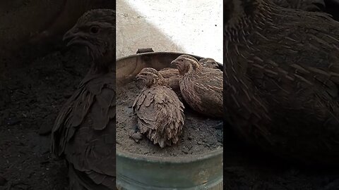 القضاء على حشرة الفاش (القميلة) بالرماد #طائر_السمان