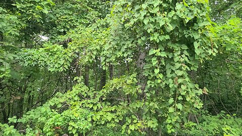 Peaceful Woods