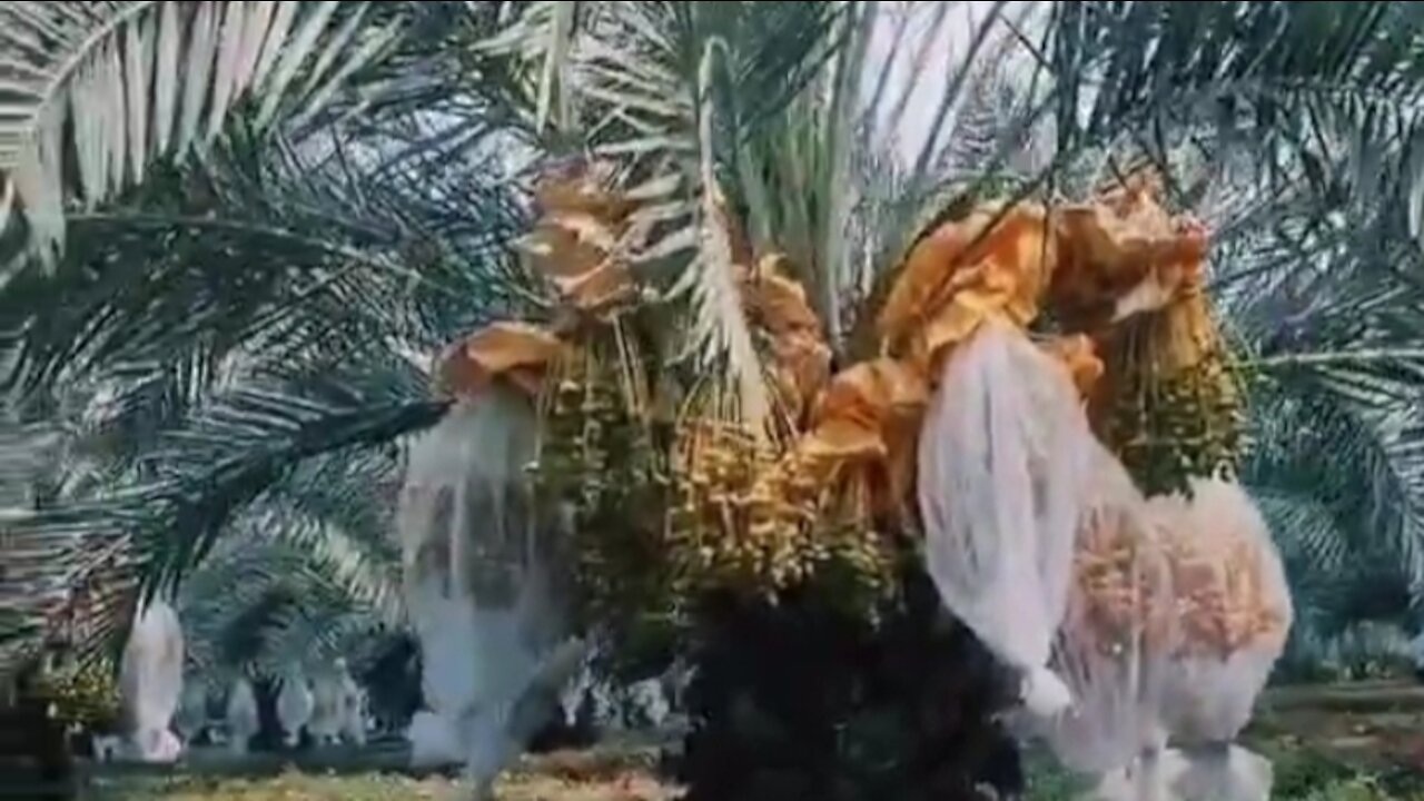 The most beautiful date palm garden