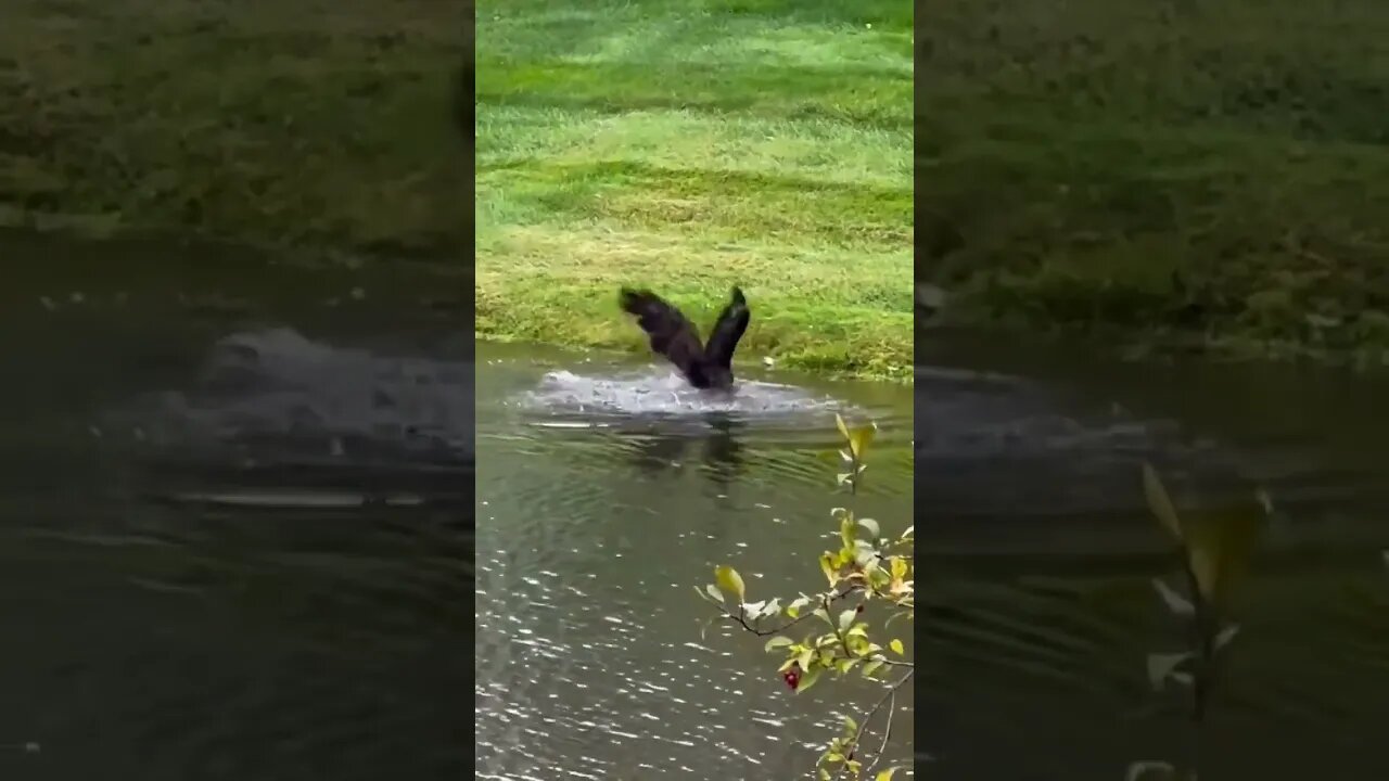 Bald Eagle swoops a fish from the sea #shorts #eagle