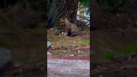 Momma Fox Napping/Kits Play #fox #shortvideo #shorts
