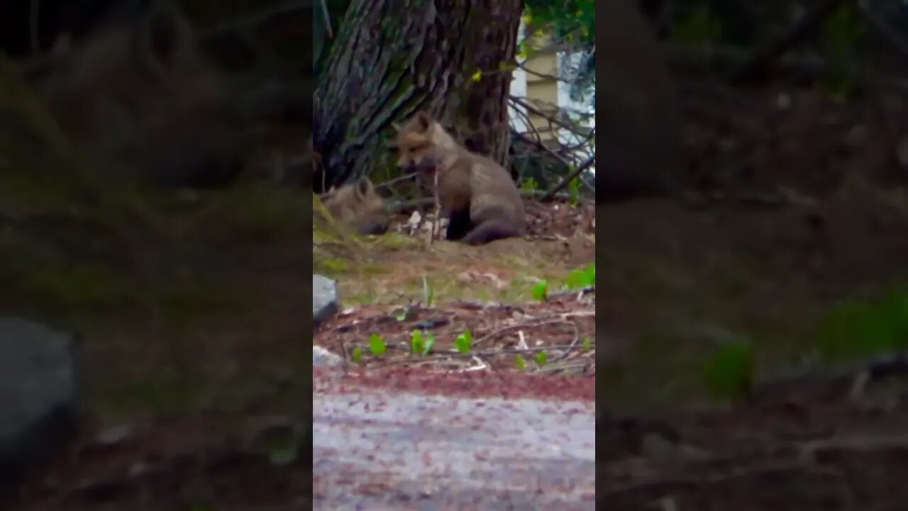 Momma Fox Napping/Kits Play #fox #shortvideo #shorts