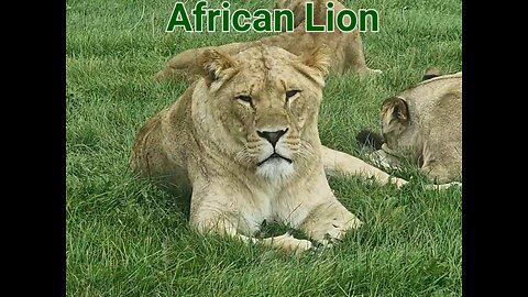 African Lion