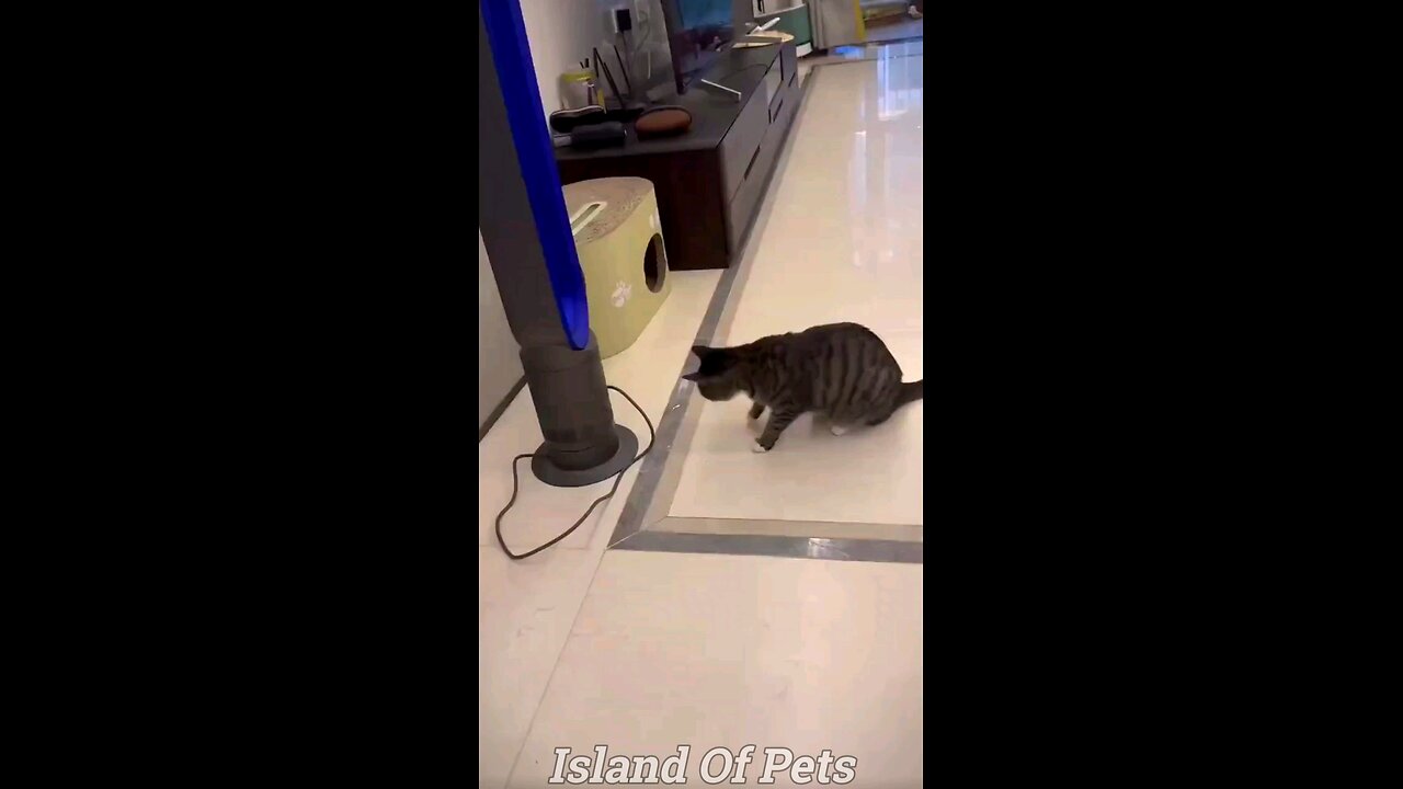 Funniest animals videos 2023