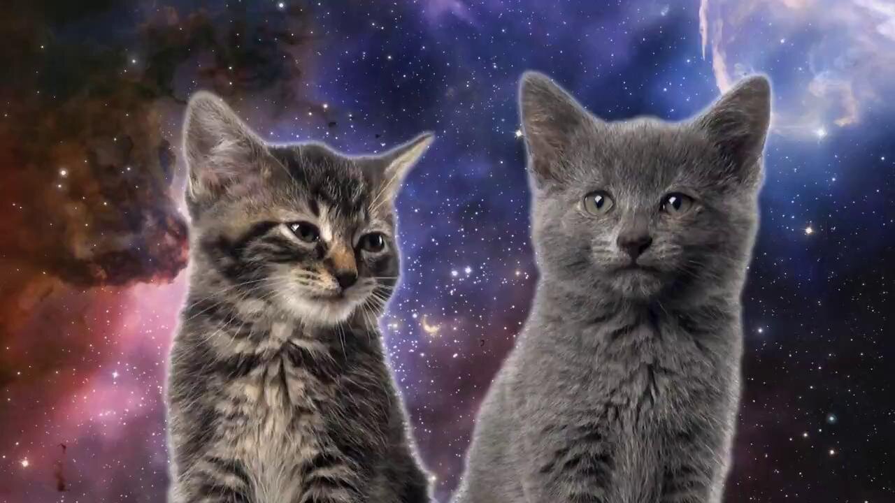 Space Cats — Magic Fly