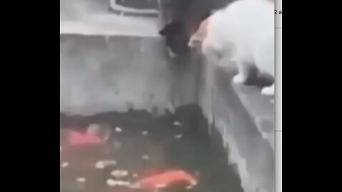 Funny Cat Catches a Koi Fish #shorts