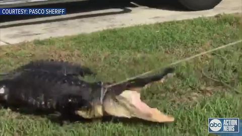 Pasco County resident wakes up to 8.5-foot-long gator under truck, removed by trapper