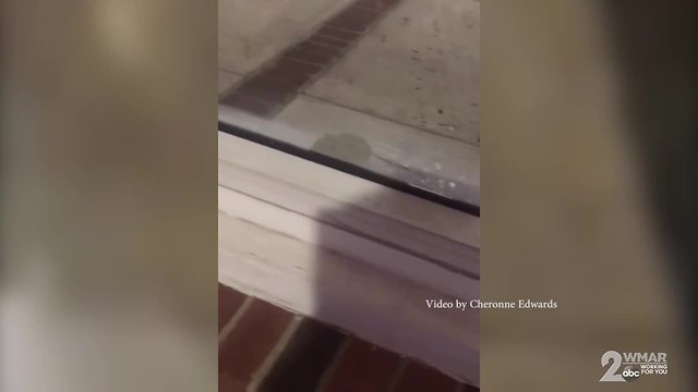 Video shows mice running around Catonsville Pizza Hut