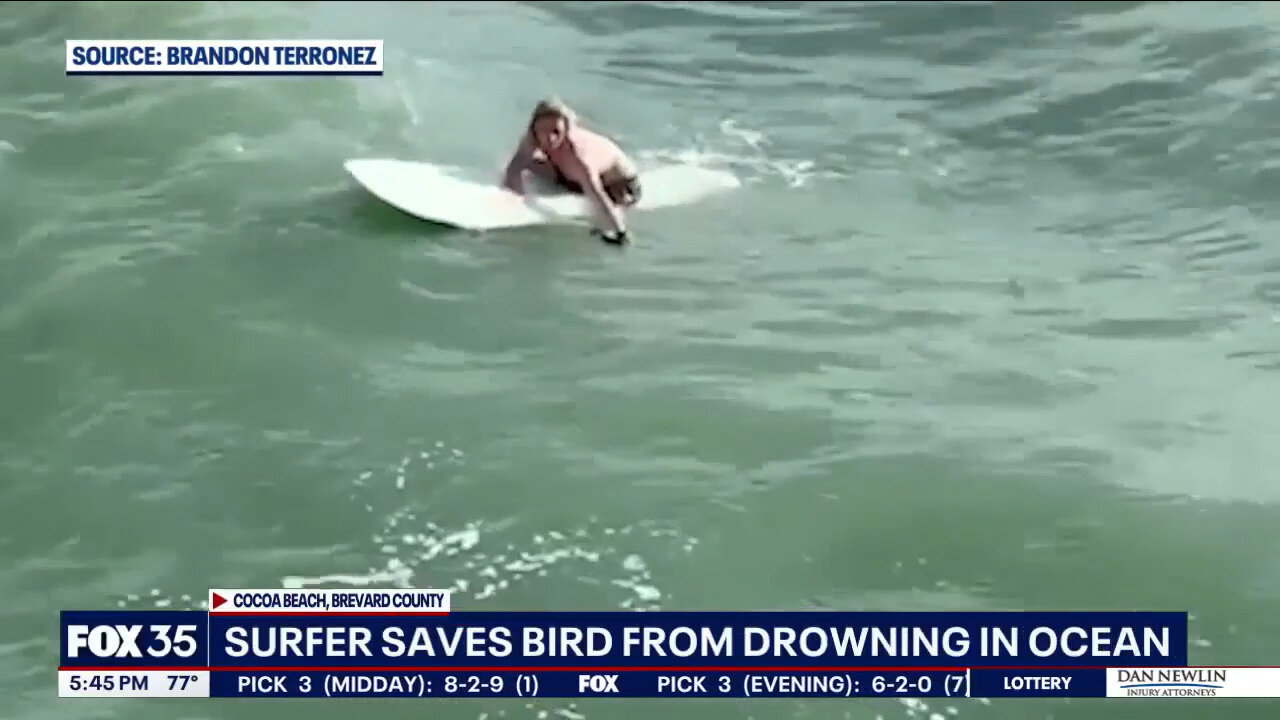 Mystery Surfer Caught On Camera Rescuing Struggling Sea Bird