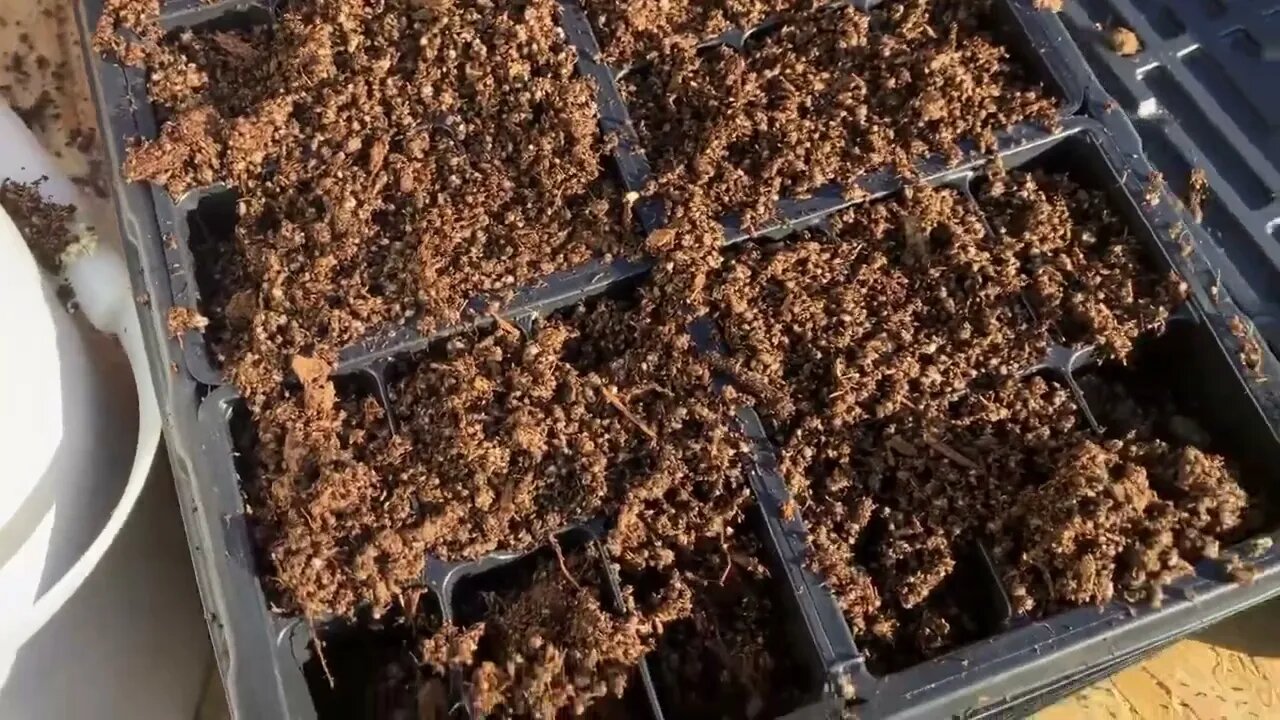 Seeding peppers