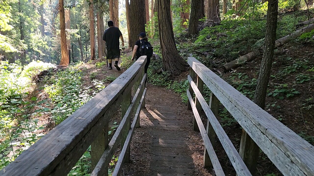 KT & Isaac with ROCKSAND in the Simchat SAND walking through the BIG TREES Park area Sequoia Redwood