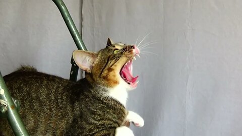 Intelligent Little Cat Climbs on Ladder to Get to the Toy