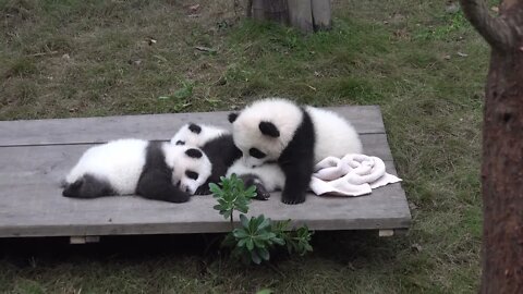 We should save our pandas2