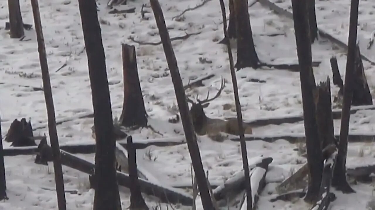 He doesn't know the crosshairs are on him! BULL ELK!