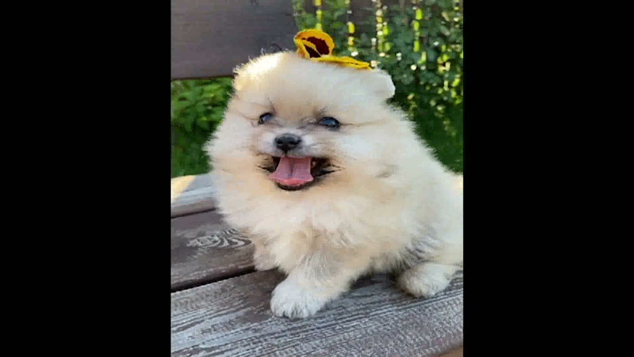 Just the Cutest Little Pomeranian - So Adorable