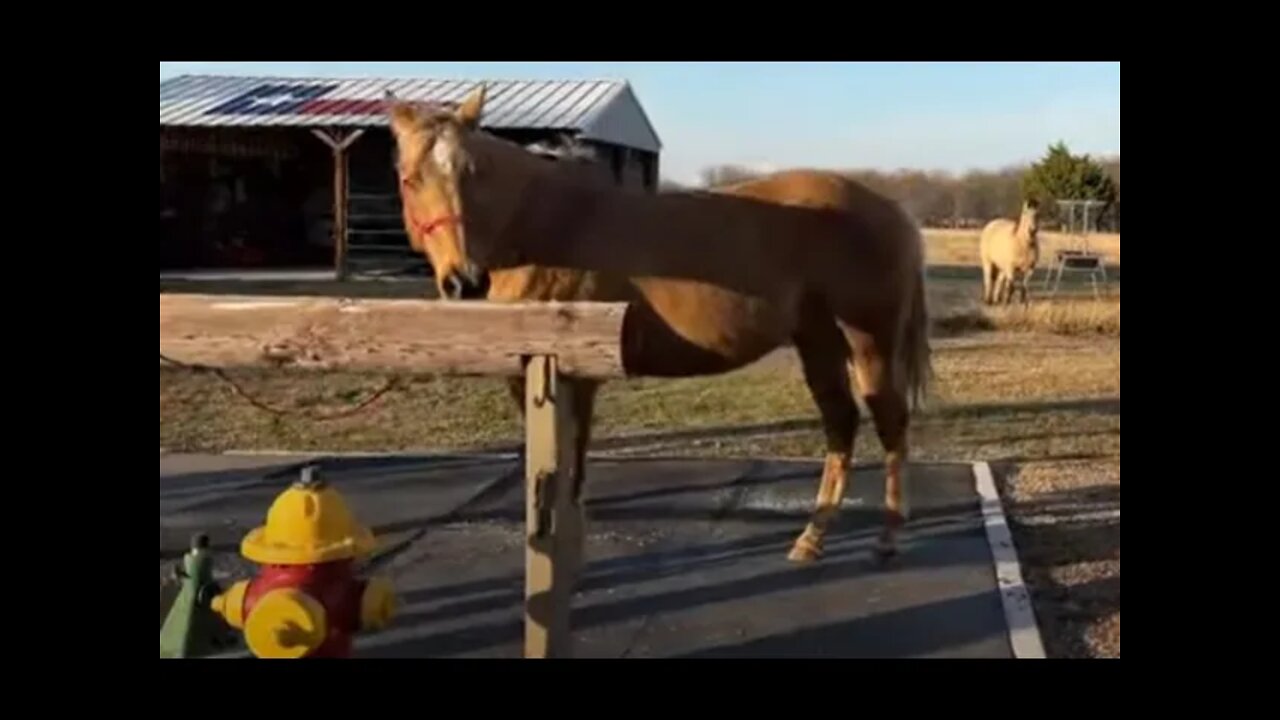 Some December Hoof Care Before Winter Weather Hits - Horses Using Nose To Find Carrots