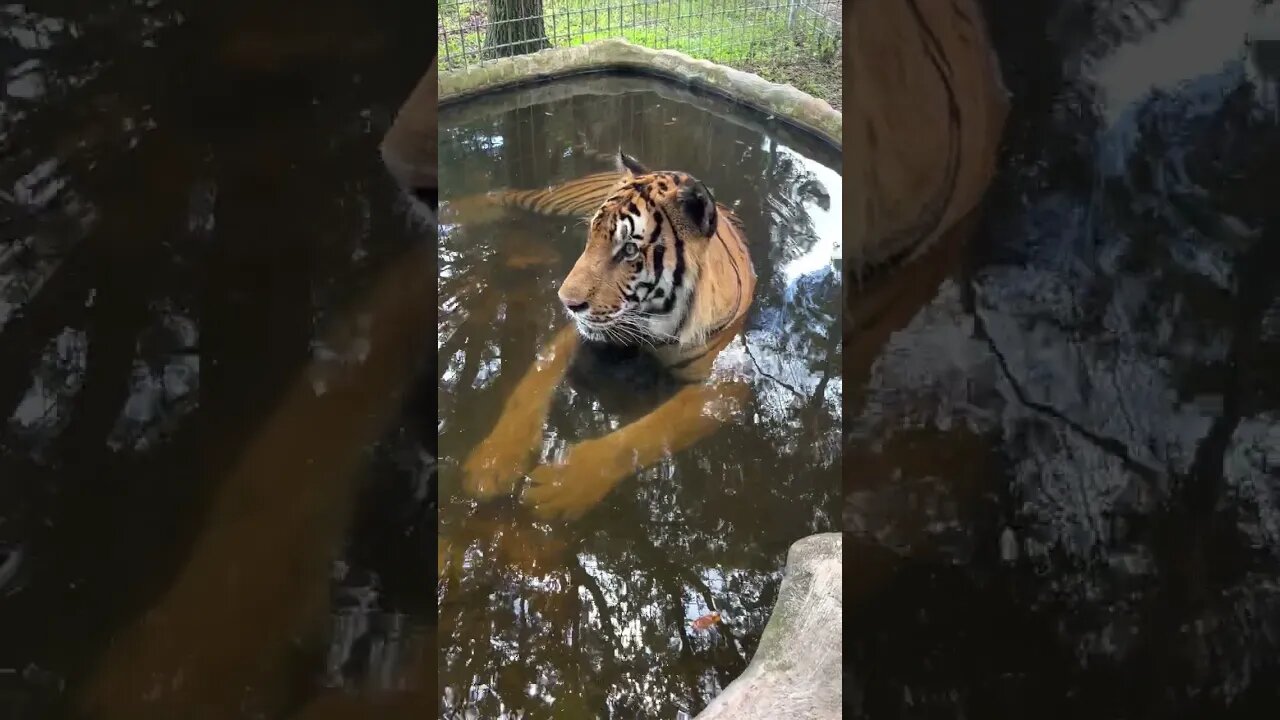 Simba Tiger Enjoys Happy Hour Lounging in his Pool