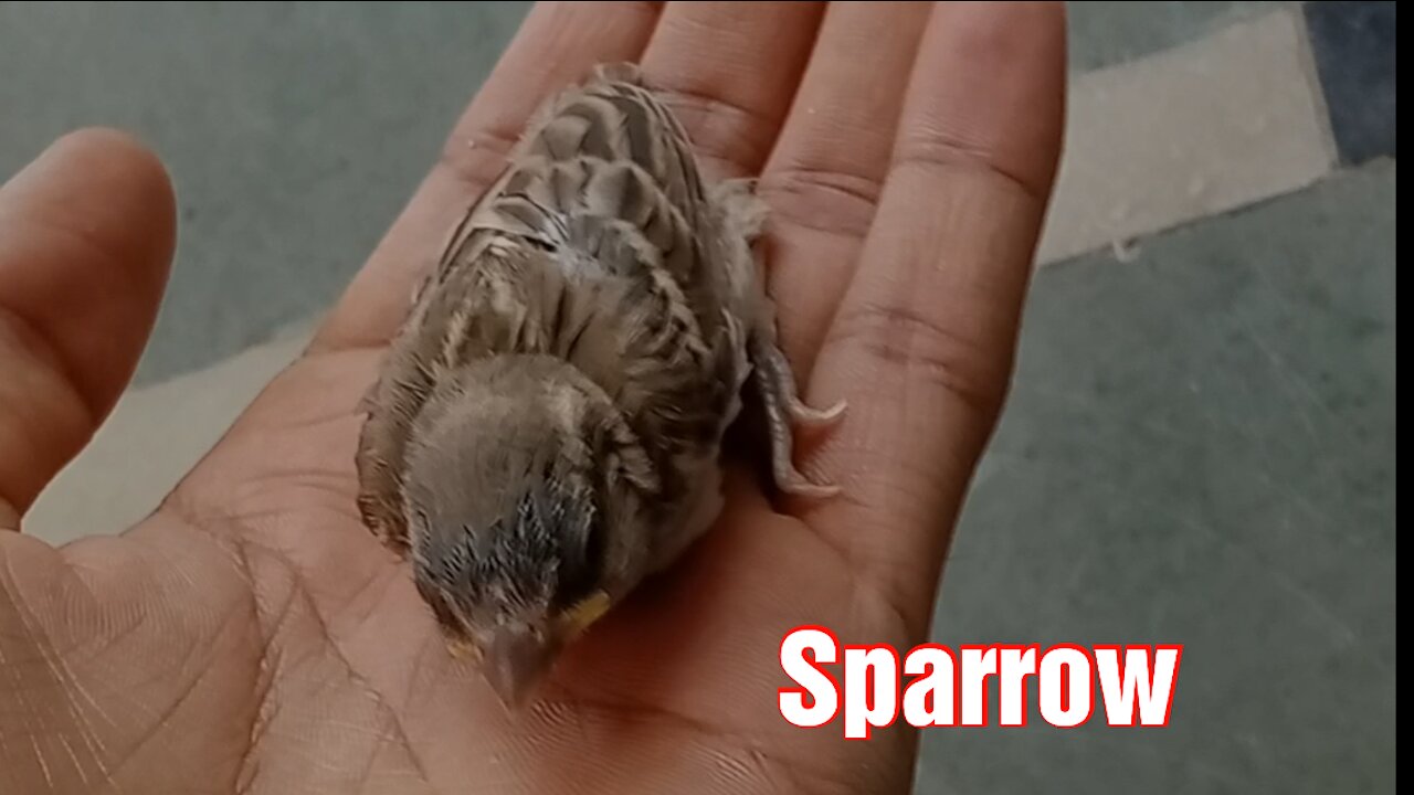 Sparrow baby at my home