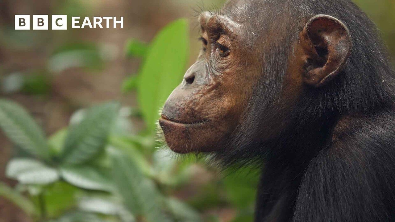 Chimpanzees Dig for Their Dinner | 4K UHD | Mammals | BBC Earth